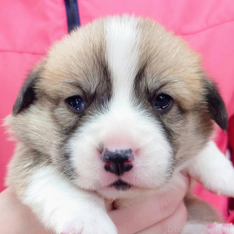 販売中の山口県のウェルシュコーギーペンブローク-432300