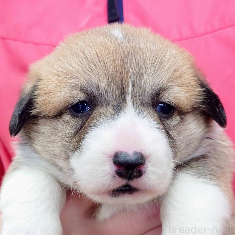 販売中の山口県のウェルシュコーギーペンブローク-432301の1枚目