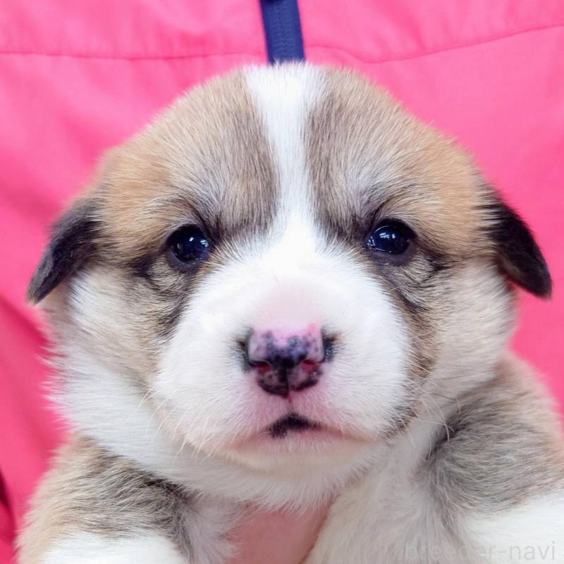 販売中の山口県のウェルシュコーギーペンブローク-432302