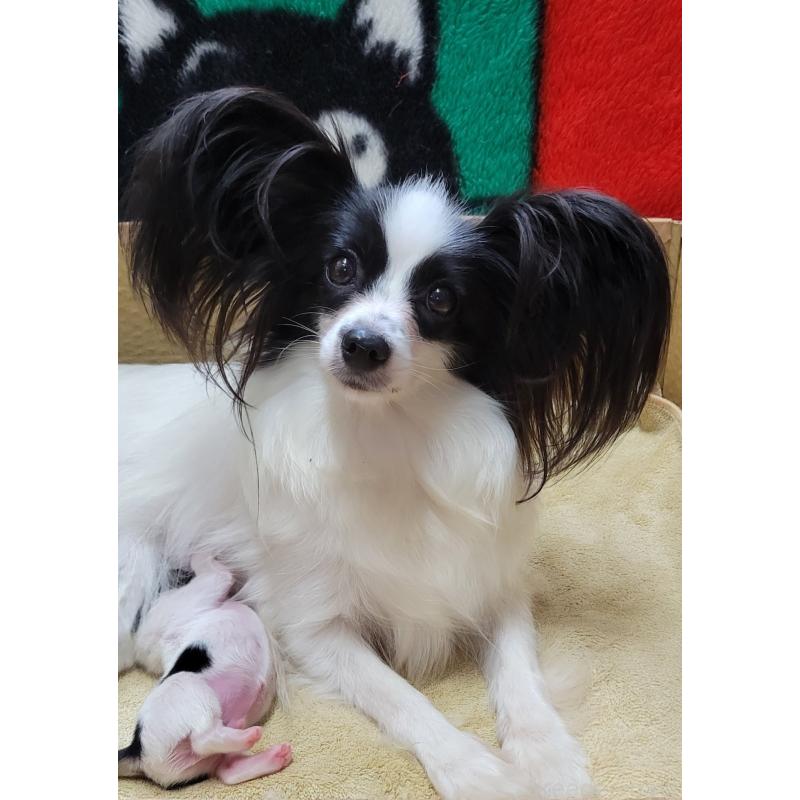 販売中の埼玉県のパピヨン-432298の3枚目