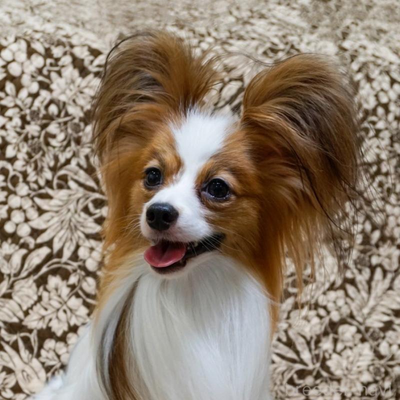 販売中の埼玉県のパピヨン-432298の2枚目