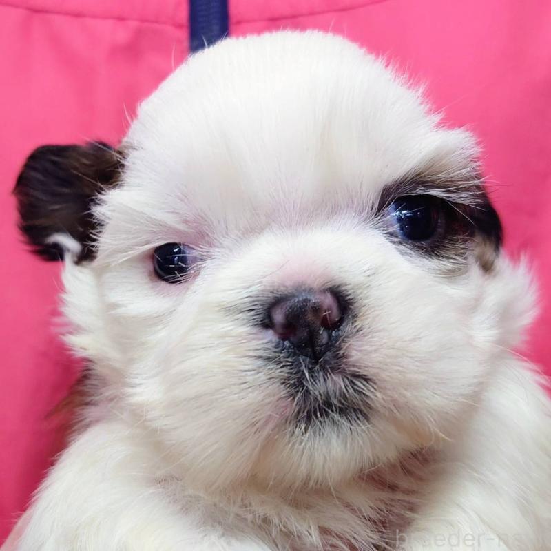 販売中の山口県のシーズー-432303の1枚目