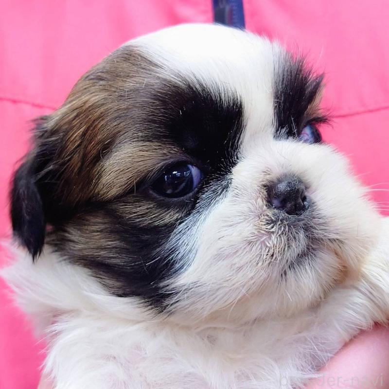 販売中の山口県のシーズー-432304