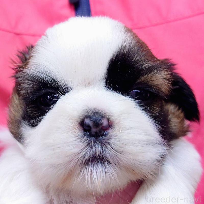 販売中の山口県のシーズー-432305