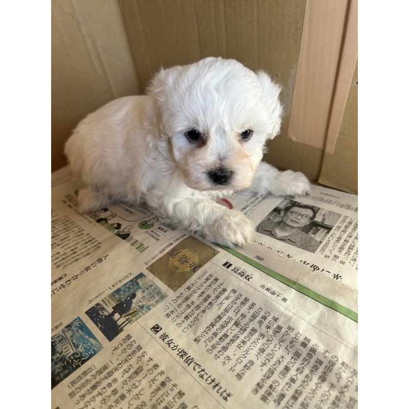 販売中の愛知県のミックス犬-432306の4枚目
