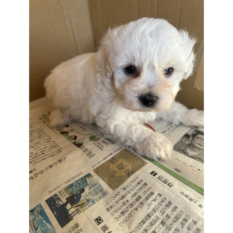 販売中の愛知県のミックス犬-432306の3枚目