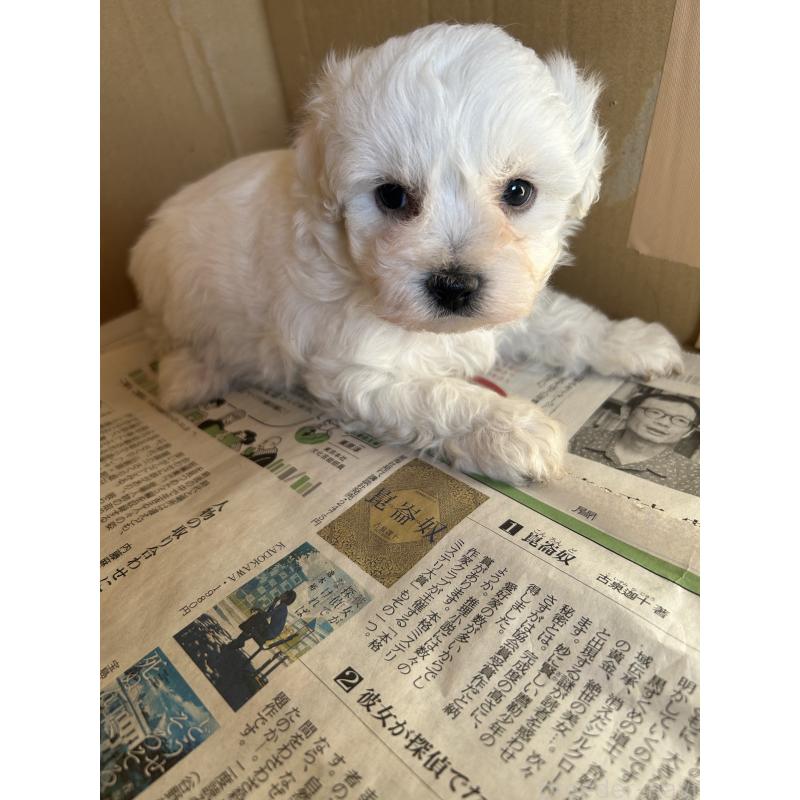 販売中の愛知県のミックス犬-432306の2枚目