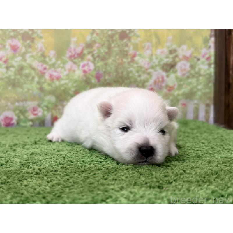 販売中の埼玉県のミックス犬-432091の4枚目