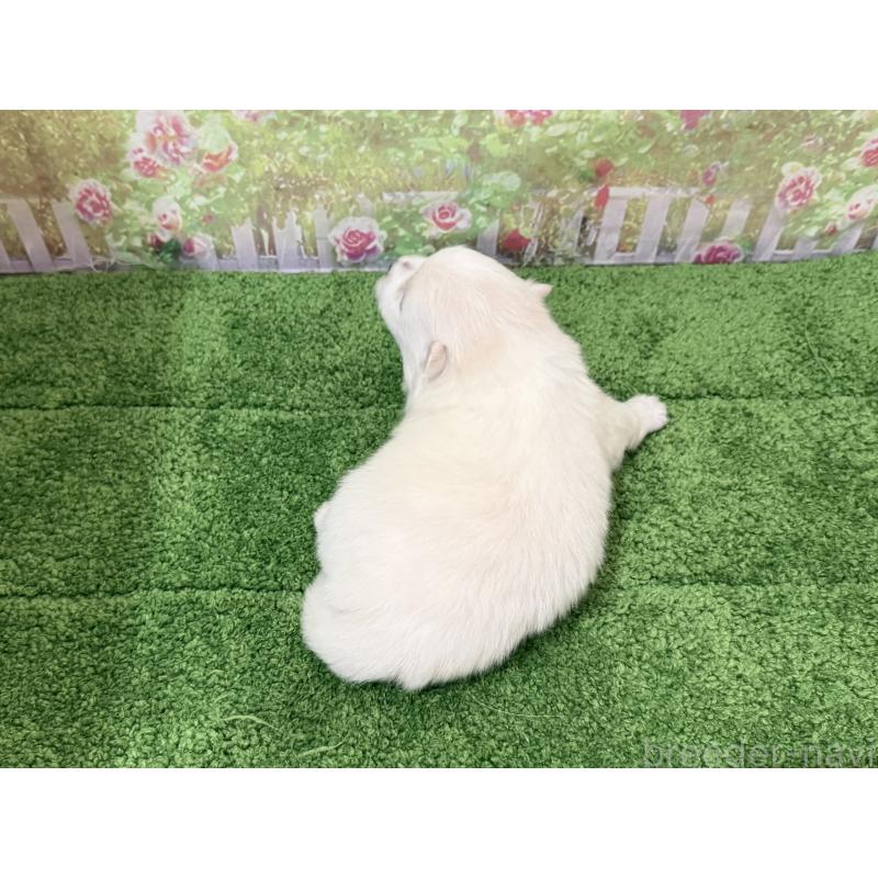 販売中の埼玉県のミックス犬-432091の3枚目