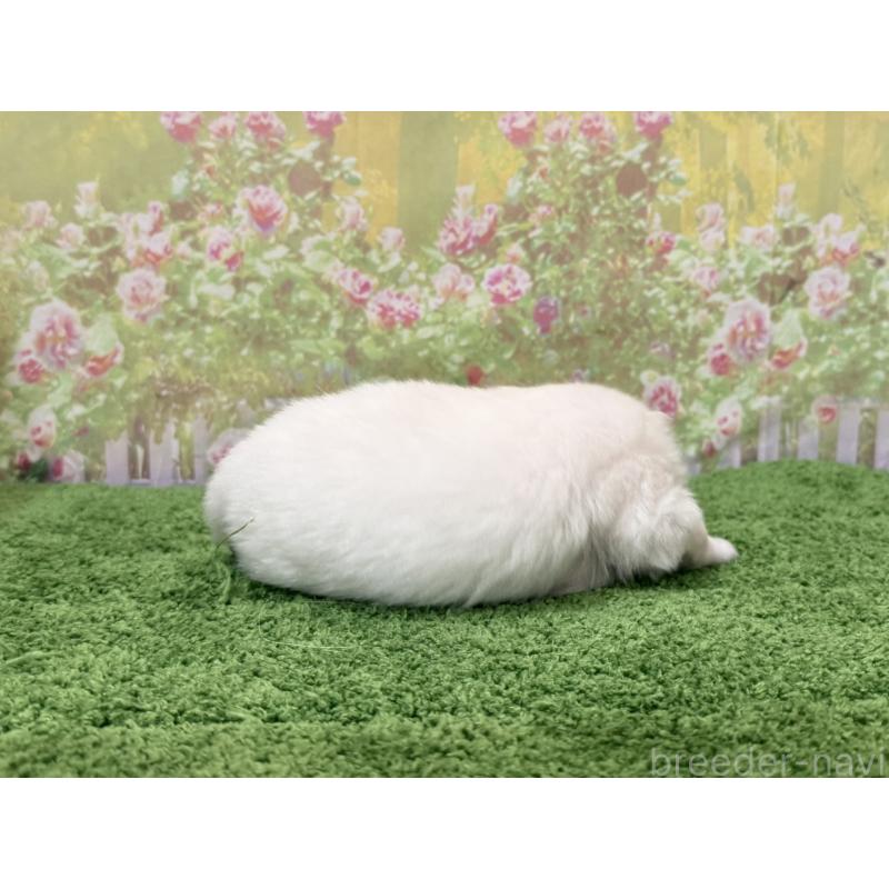 販売中の埼玉県のミックス犬-432091の2枚目