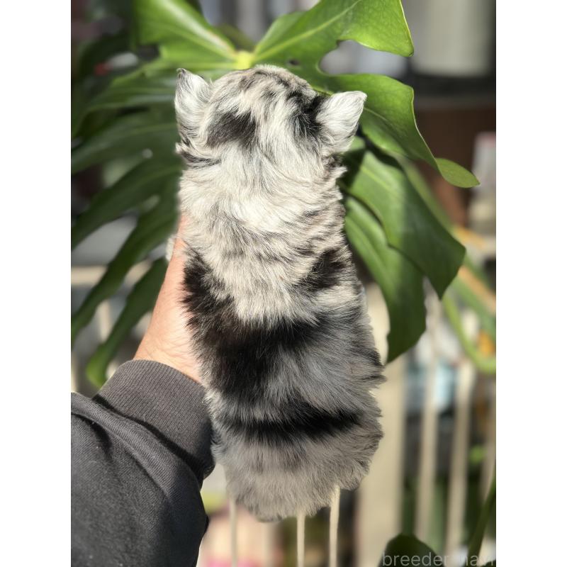 販売中の静岡県のチワワ(ロングコート)-432307の5枚目