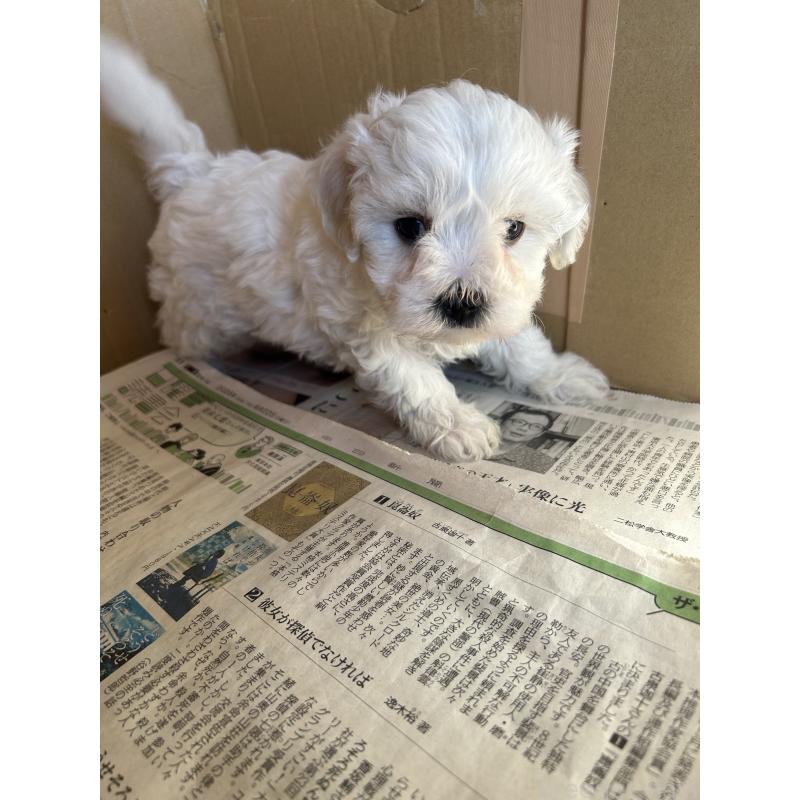 販売中の愛知県のミックス犬-432308の1枚目