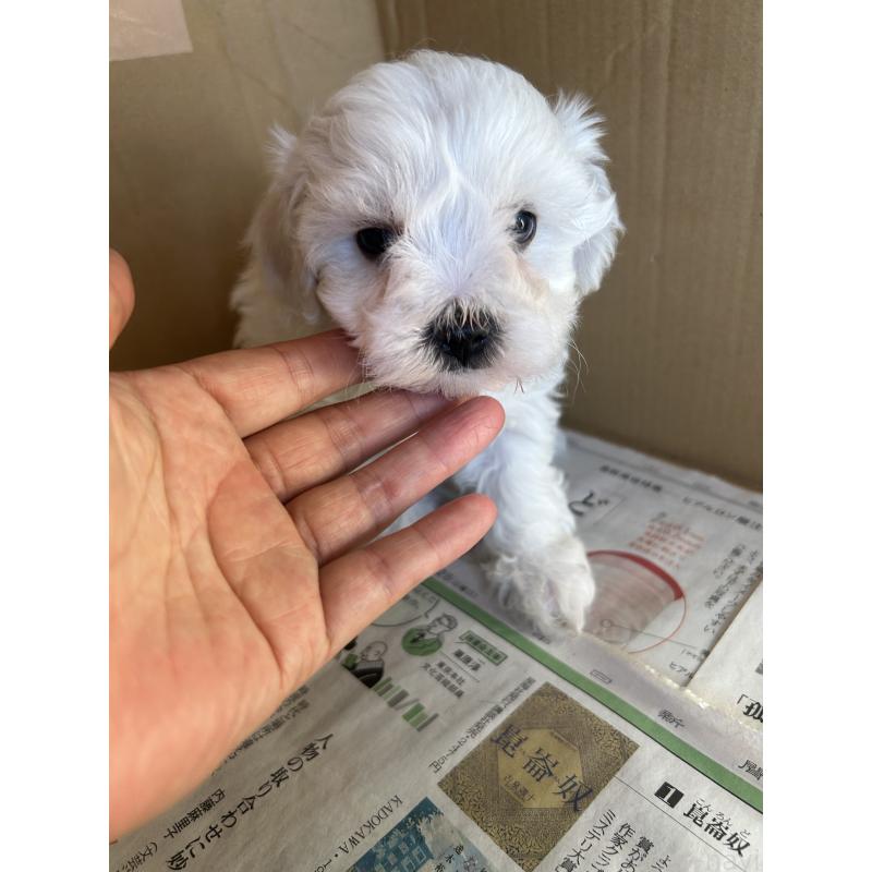 販売中の愛知県のミックス犬-432308の3枚目