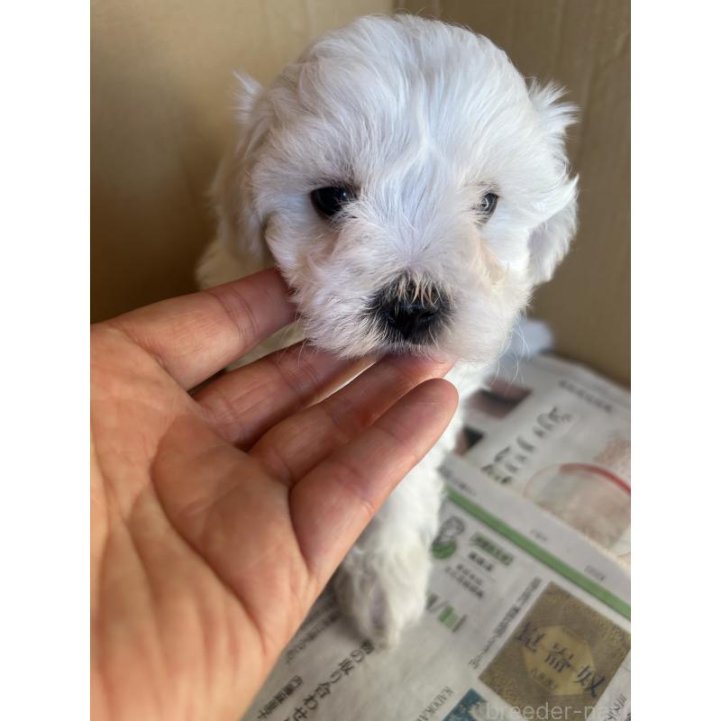 販売中の愛知県のミックス犬-432308の2枚目