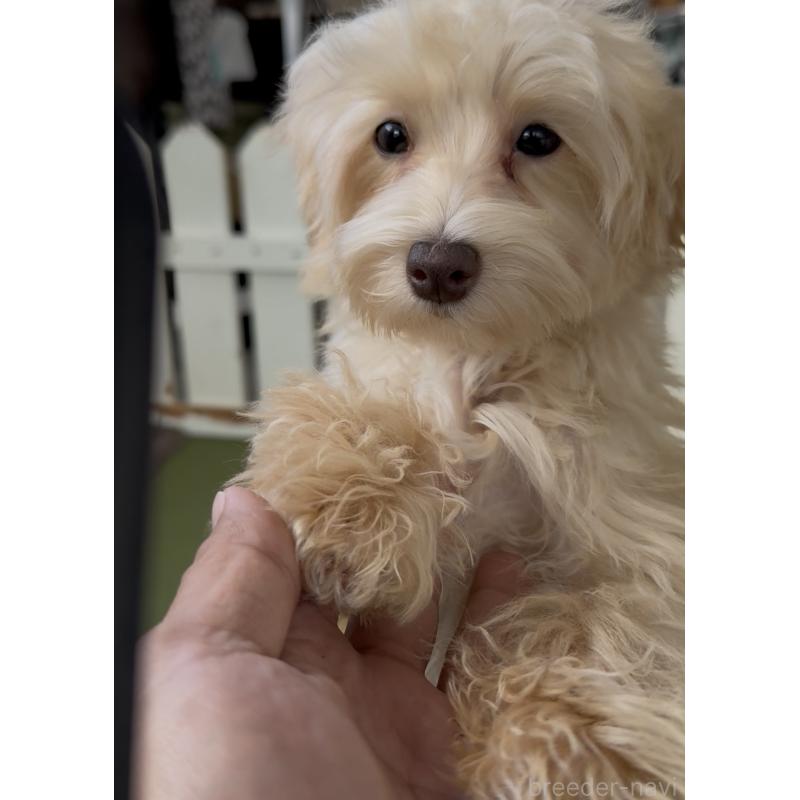 販売中の福岡県のマルプー:マルチーズ×トイプードル-417842の3枚目