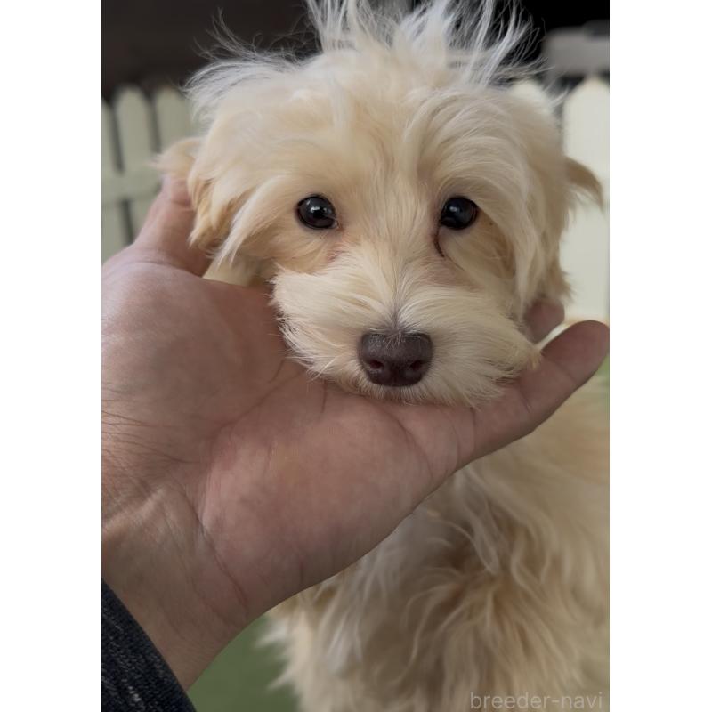 販売中の福岡県のマルプー:マルチーズ×トイプードル-417842の2枚目