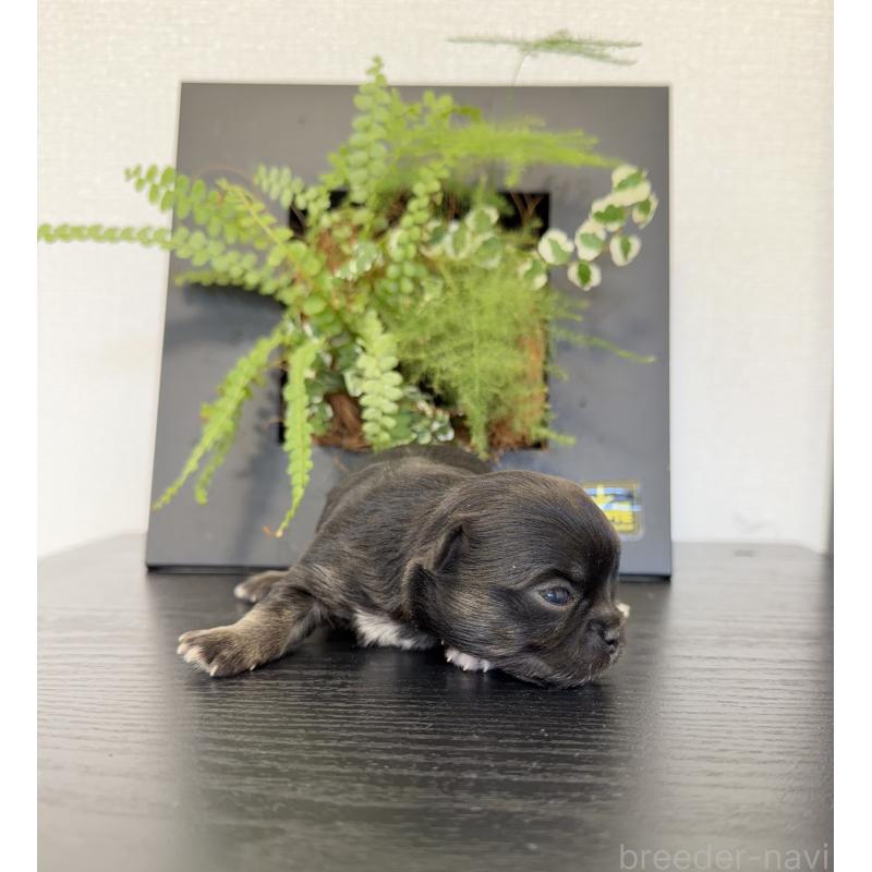 販売中の山梨県のチワワ(ロングコート)-432309の5枚目