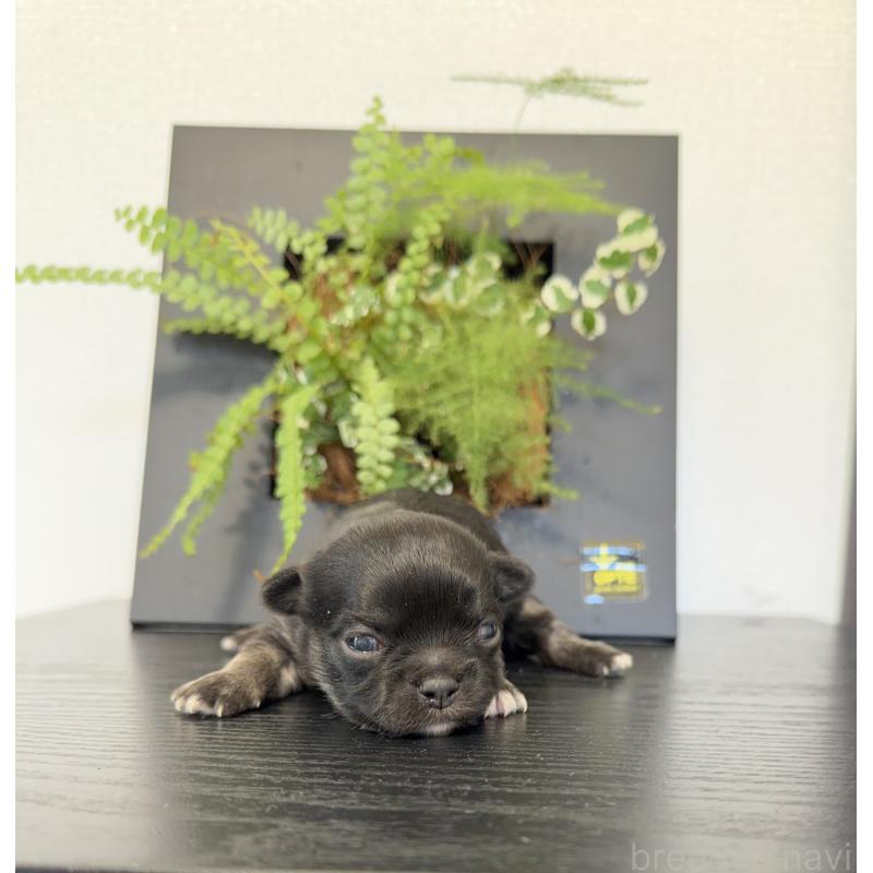 販売中の山梨県のチワワ(ロングコート)-432309の4枚目