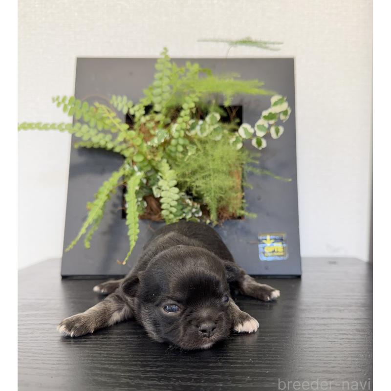 販売中の山梨県のチワワ(ロングコート)-432309の3枚目