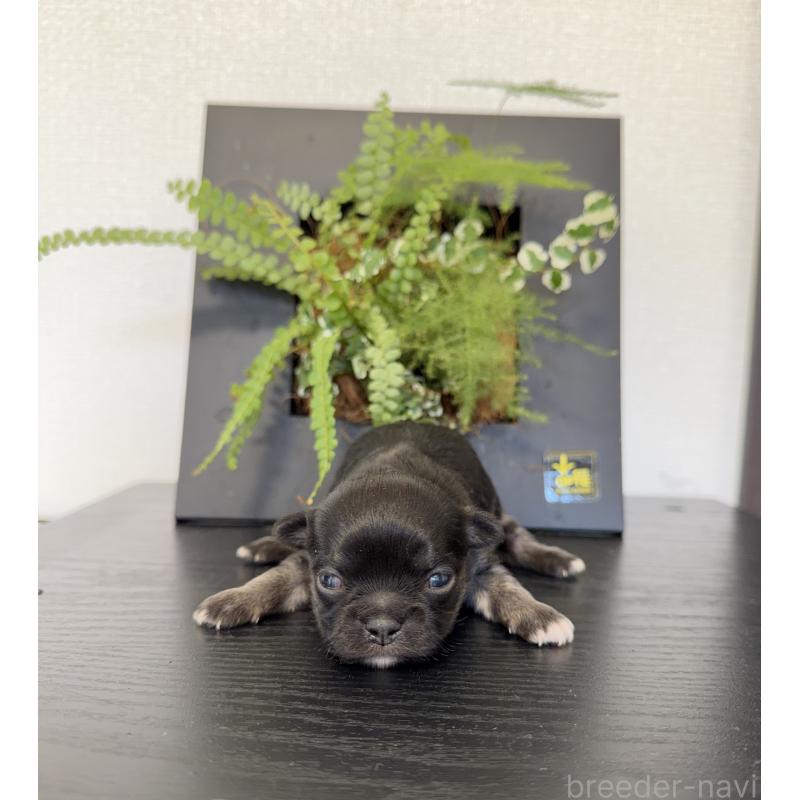 販売中の山梨県のチワワ(ロングコート)-432309の2枚目