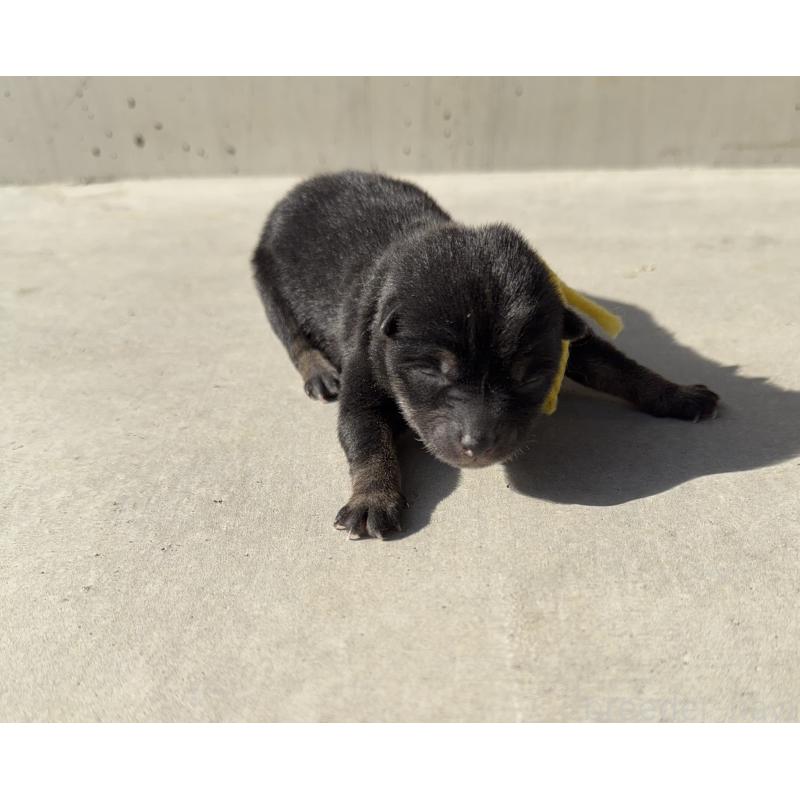 販売中の山梨県の柴犬-432310の6枚目