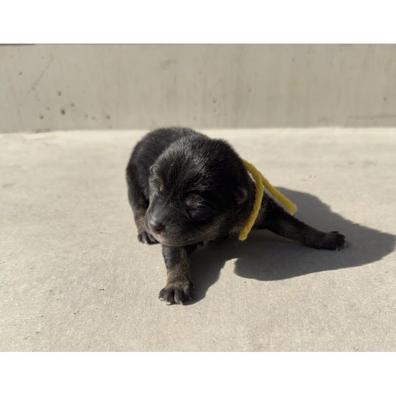 販売中の山梨県の柴犬-432310の5枚目