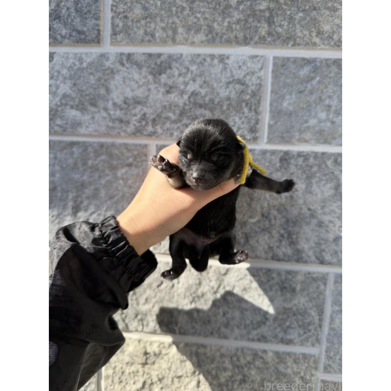 販売中の山梨県の柴犬-432310の4枚目