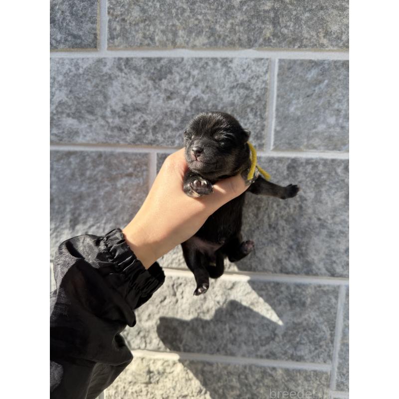 販売中の山梨県の柴犬-432310の3枚目