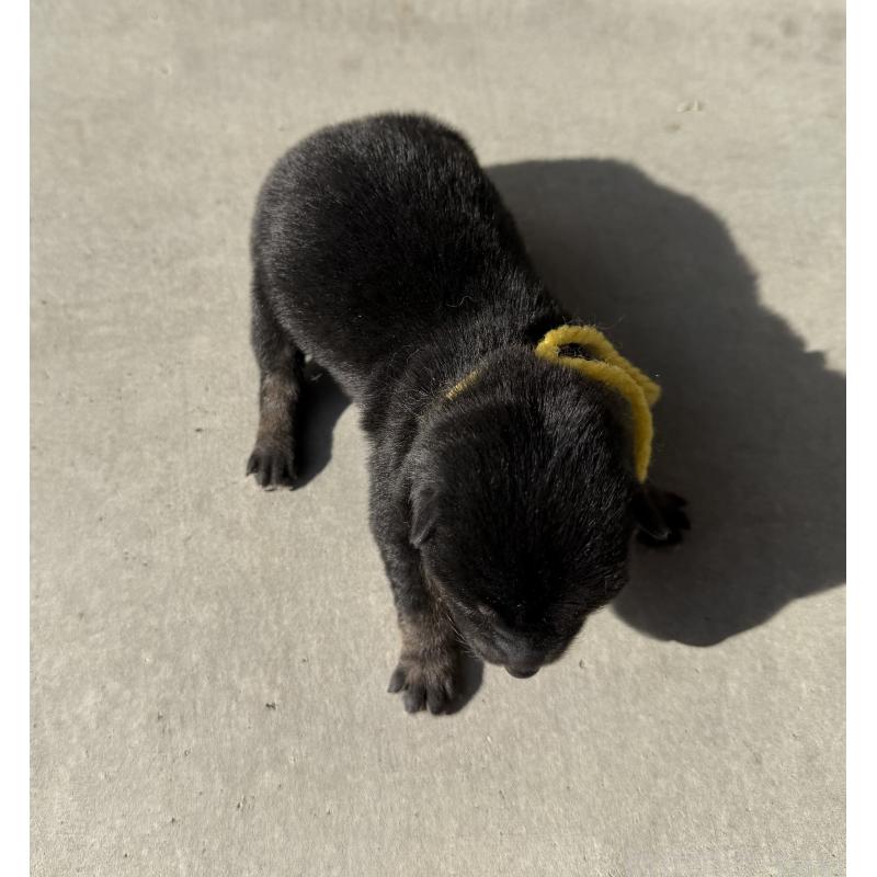 販売中の山梨県の柴犬-432310の2枚目