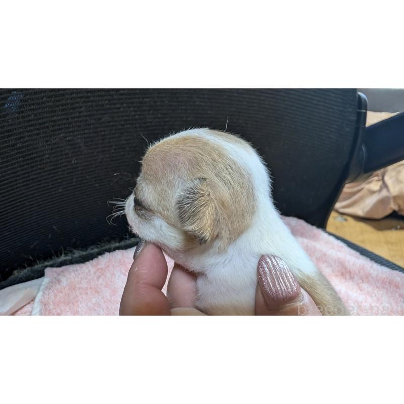 商談中の静岡県のチワワ(スムースコート)-430317の4枚目