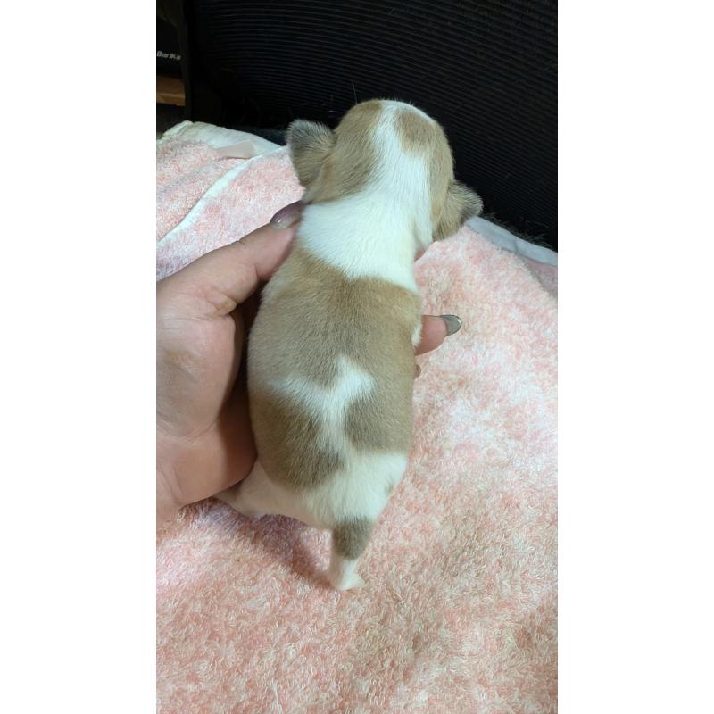 商談中の静岡県のチワワ(スムースコート)-430317の3枚目