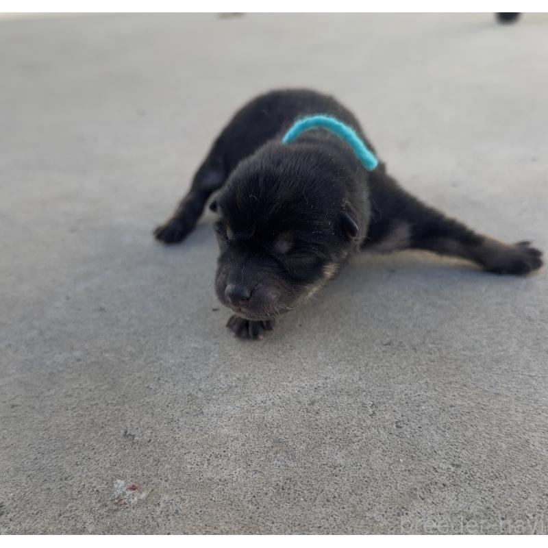 販売中の山梨県の柴犬-432311の5枚目