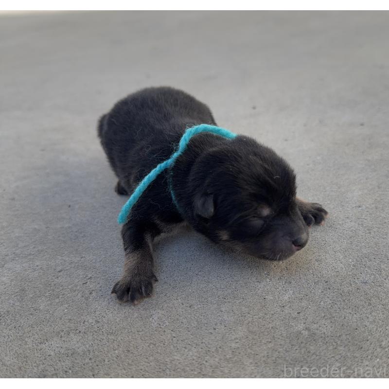 販売中の山梨県の柴犬-432311の4枚目