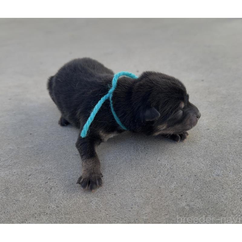 販売中の山梨県の柴犬-432311の3枚目