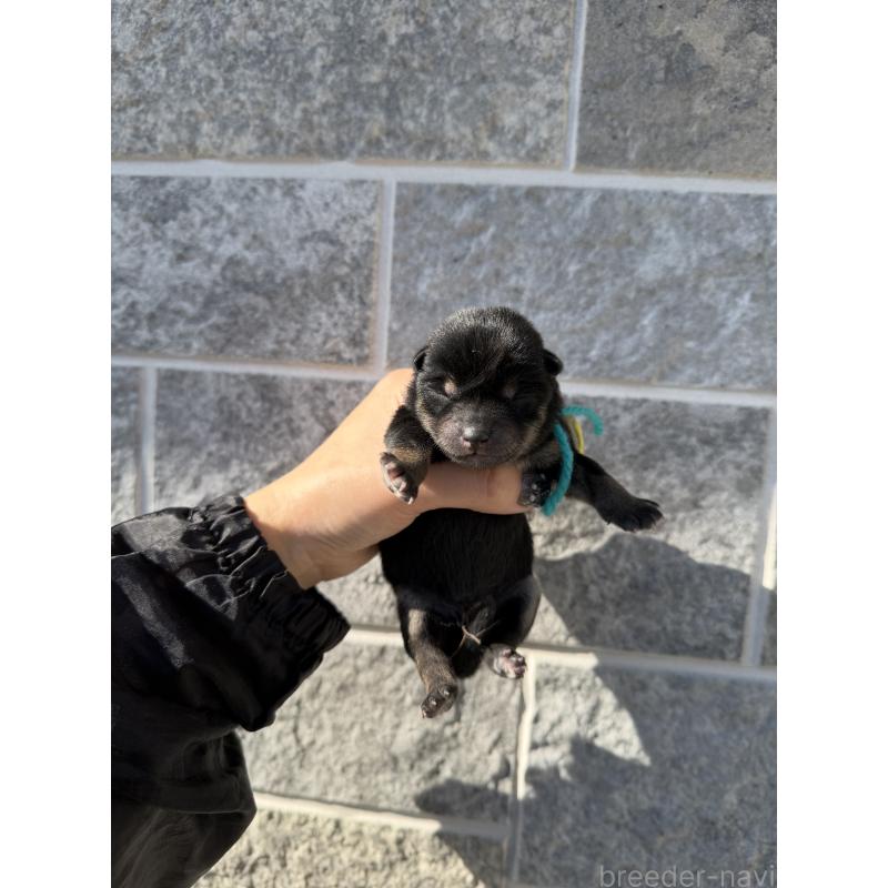 販売中の山梨県の柴犬-432311の2枚目