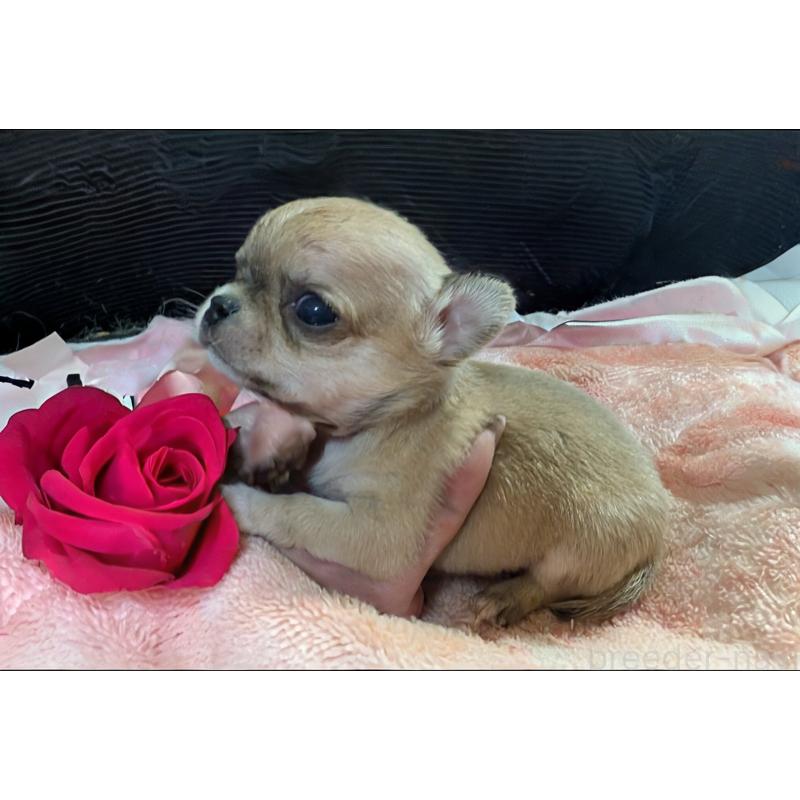 販売中の静岡県のチワワ(スムースコート)-430320の9枚目