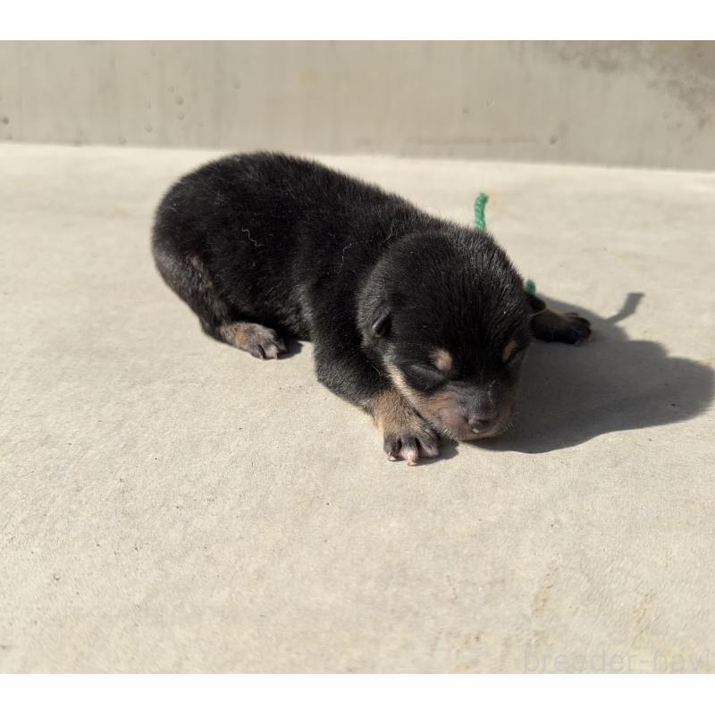 販売中の山梨県の柴犬-432312の5枚目