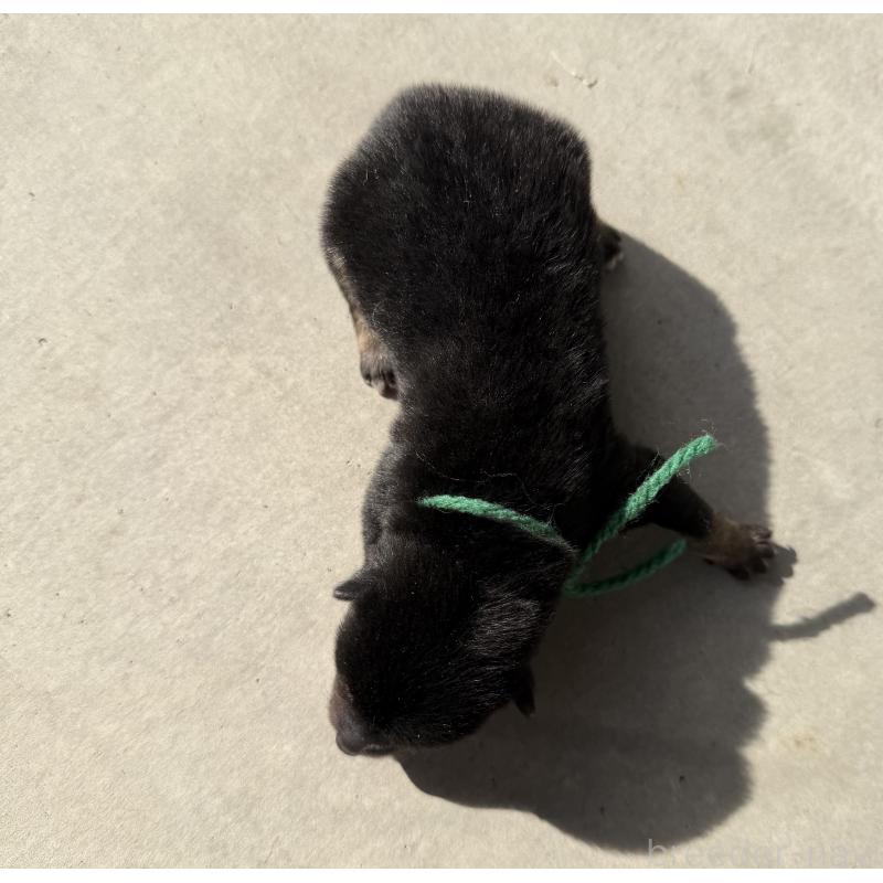 販売中の山梨県の柴犬-432312の3枚目