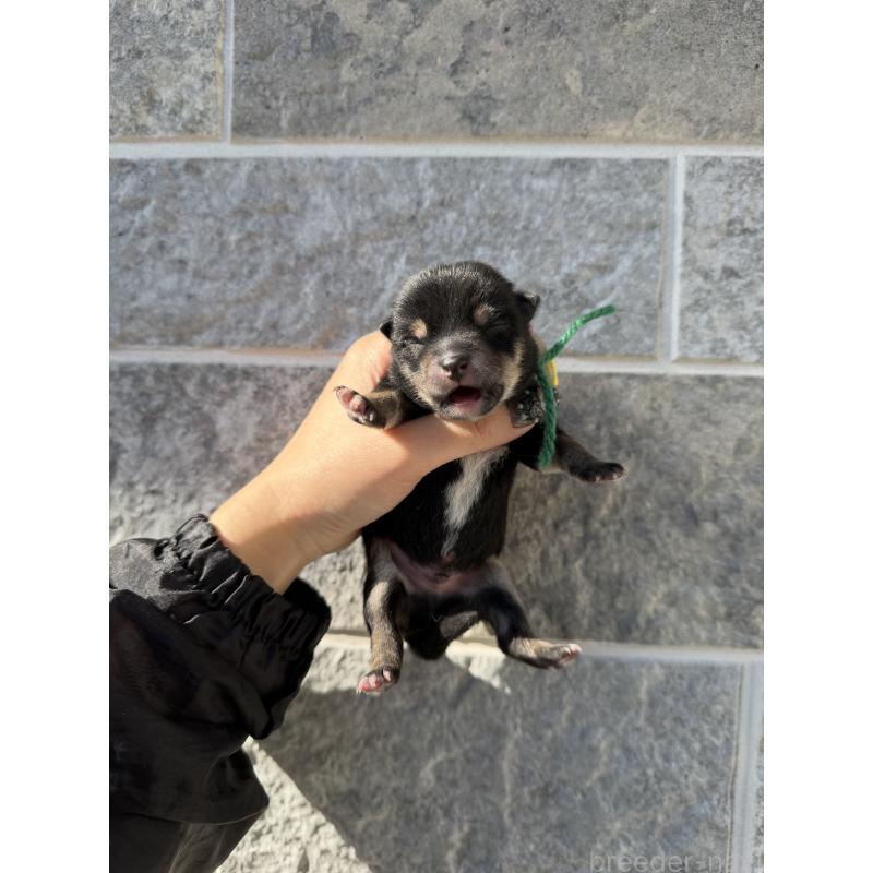 販売中の山梨県の柴犬-432312の2枚目