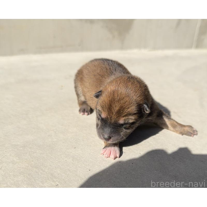 販売中の山梨県の柴犬-432313の5枚目