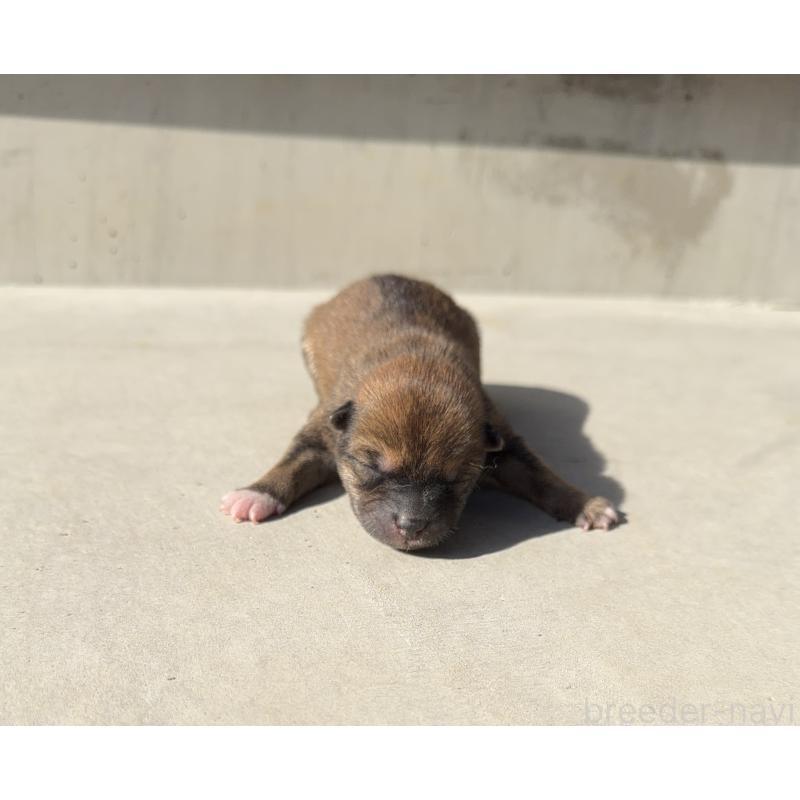 販売中の山梨県の柴犬-432313の4枚目