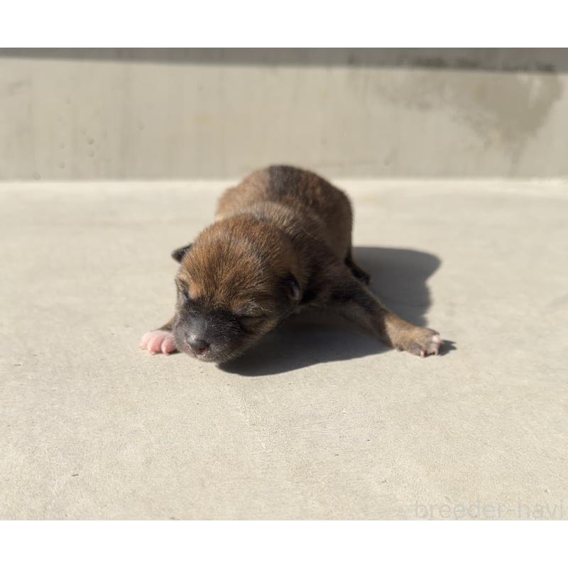 販売中の山梨県の柴犬-432313の3枚目