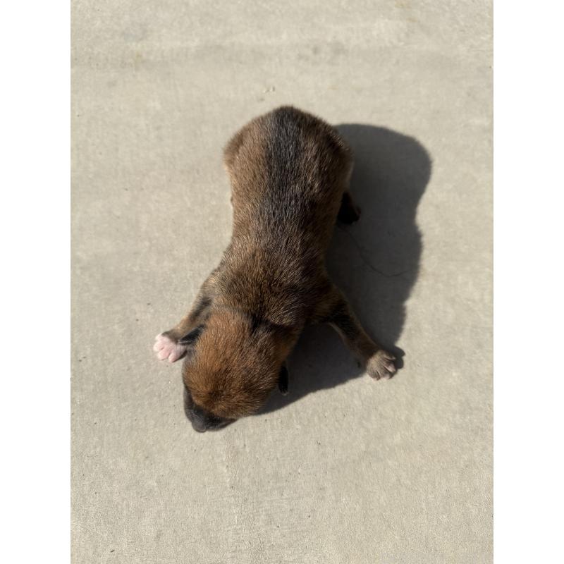 販売中の山梨県の柴犬-432313の2枚目