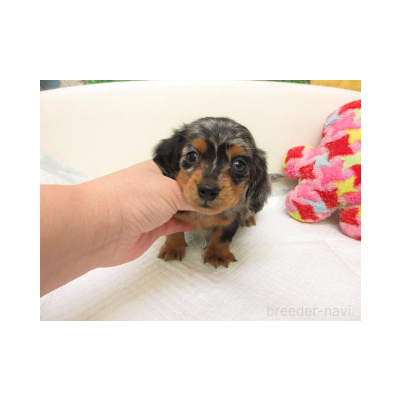 販売中の大阪府のミニチュアダックスフンド(ロングヘアード)-432314の2枚目