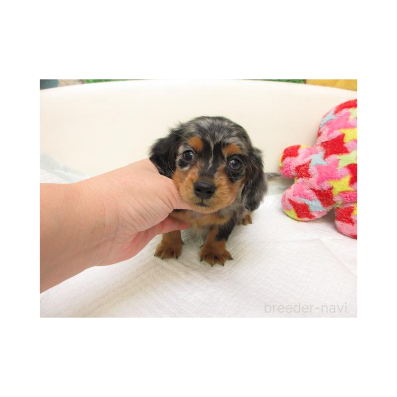 販売中の大阪府のミニチュアダックスフンド(ロングヘアード)-432314