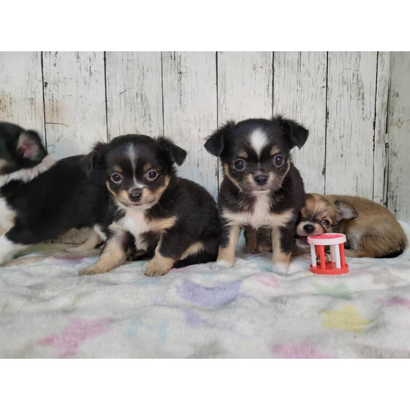 販売中の三重県のチワワ(ロングコート)-432315の5枚目