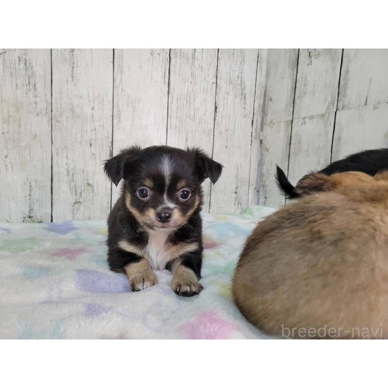 販売中の三重県のチワワ(ロングコート)-432315の4枚目