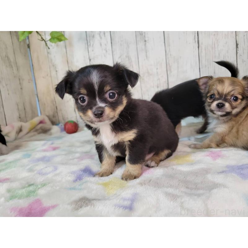 販売中の三重県のチワワ(ロングコート)-432315の3枚目