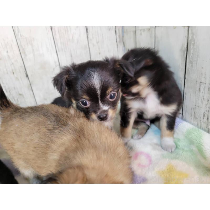 販売中の三重県のチワワ(ロングコート)-432315の2枚目