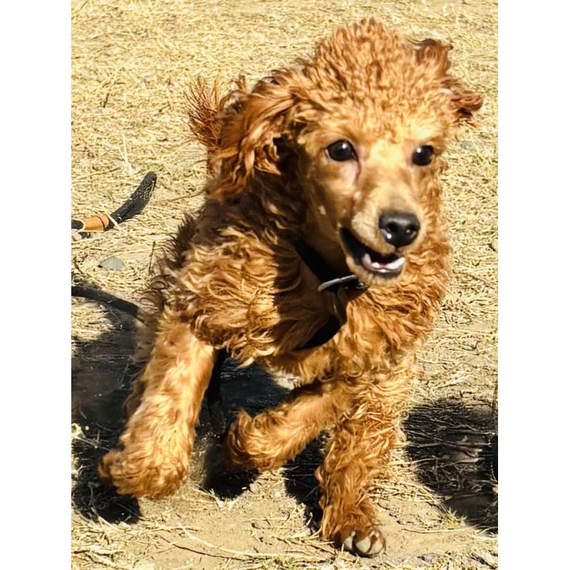 販売中の神奈川県のトイプードル-390477の1枚目